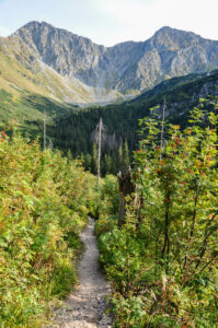 Zejście z Rakonia do Doliny Rohackiej